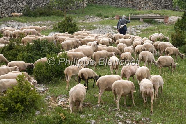 espagne catalogne 11.JPG - Berger et ses moutonsTerres de LleidaCatalogne, Espagne